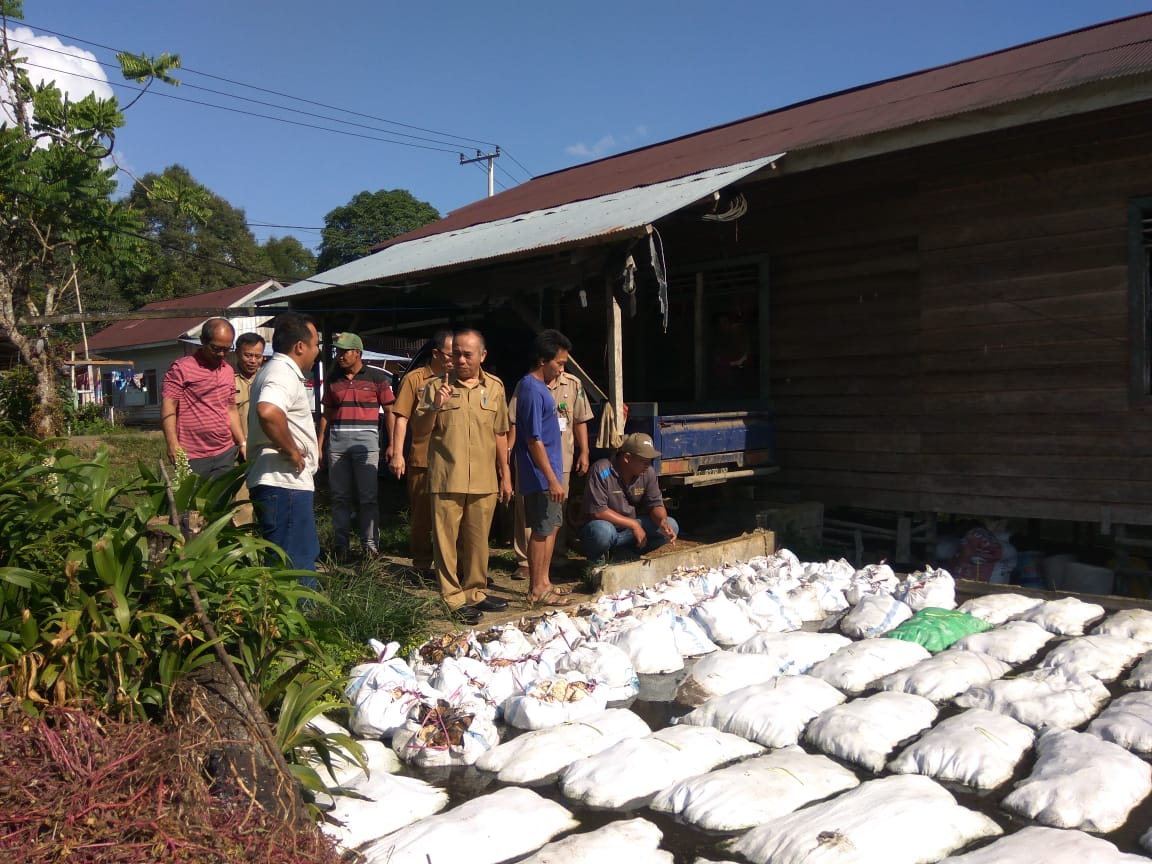 Wabup meninjau petani karet